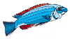 fish_sm