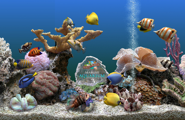 coral reef2
