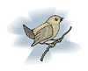 9.4bird_sm