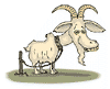 9.3goat_sm